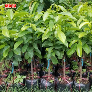 CÂY MĂNG CỤT GIỐNG