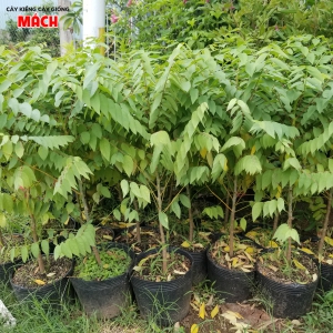 CÂY CHÙM RUỘT GIỐNG