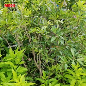 CÂY SAPOCHE GIỐNG