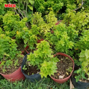 CÂY HOA GIẤY CON
