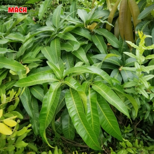 CÂY XOÀI GIỐNG - CÂY GIỐNG GÒ CÔNG