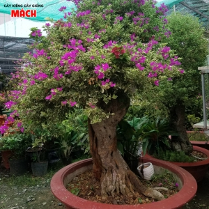 HOA GIẤY CẨM THẠCH