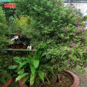 CÂY HOA GIẤY CẨM THẠCH