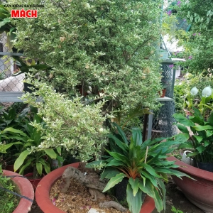 CÂY KIỂNG TIỀN GIANG