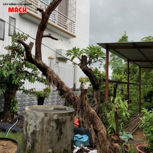 Mai tứ quí 64 hoành gl