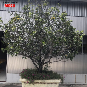 Tứ quí lên chậu gl ae