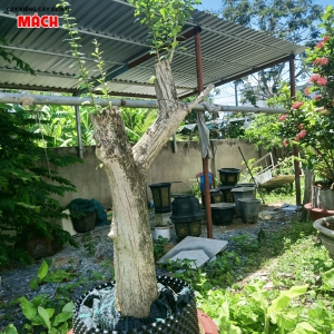 CÂY ĐÀO TIÊN
