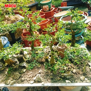 TIỂU CẢNH BOSAI