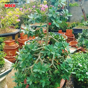 CÂY KIỂNG ĐẸP GÒ CÔNG TIỀN GIANG