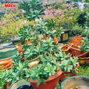 CÂY KIỂNG ĐẸP
