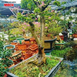 HOA GIẤY KIỂNG