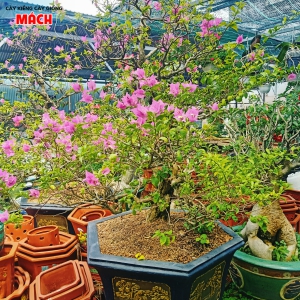 HOA GIẤY - HOA KIỂNG GÒ CÔNG