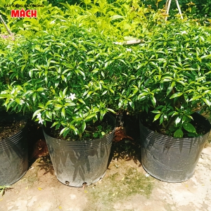 HOA KIỂNG GÒ CÔNG
