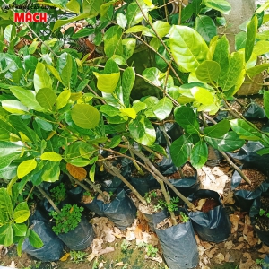 MÍT THÁI GIỐNG