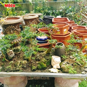 CÂY KIỂNG TRANG TRÍ - CÂY CẢNH GÒ CÔNG