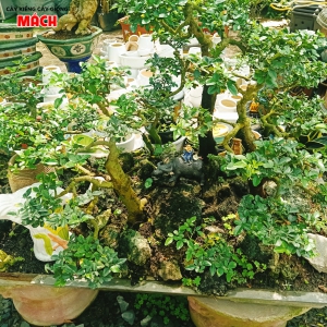 CÂY CẢNH GÒ CÔNG - DỊCH VỤ CÂY CẢNH