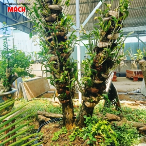 LAN HỒ ĐIỆP RỪNG