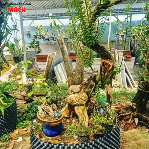 CÂY KIỂNG 3