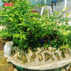 CÂY KIỂNG 4