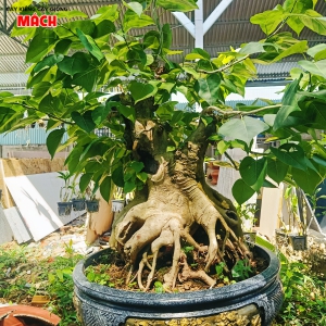 CÂY KIỂNG 5