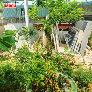 CÂY KIỂNG 6