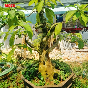 MAI KIỂNG 1
