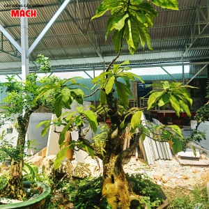 MAI 2