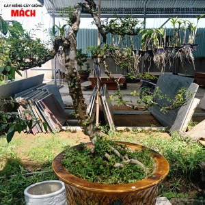 CÂY KIỂNG 9