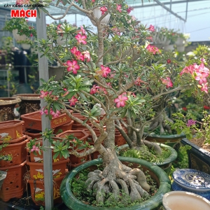 HOA SỨ KIỂNG