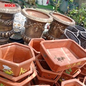 CHẬU KIỂNG 2