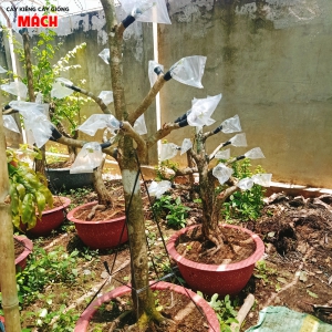MAI TỨ QUÝ GHÉP CÚC THỌ HƯƠNG 2