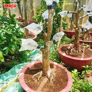 VƯỜN MAI  VÀNG GÒ CÔNG
