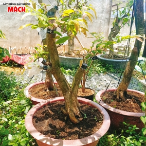 MAI 21