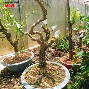 Bông giấy ghép Ngũ Sắc