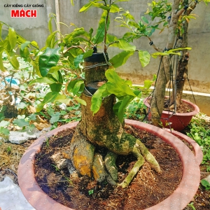 MAI VÀNG GHÉP CÚC THỌ HƯƠNG