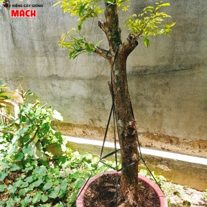 Mai Tứ Quý Ghép Cúc thọ Hương