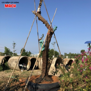 CUNG CẤP THI CÔNG CÂY CÔNG TRÌNH GÒ CÔNG