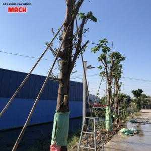 THI CÔNG CÂY CÔNG TRÌNH GÒ CÔNG TIỀN GIANG