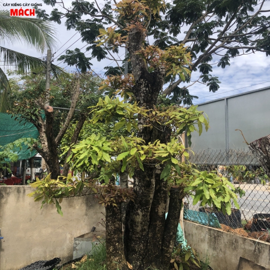 Cây lọc vừng