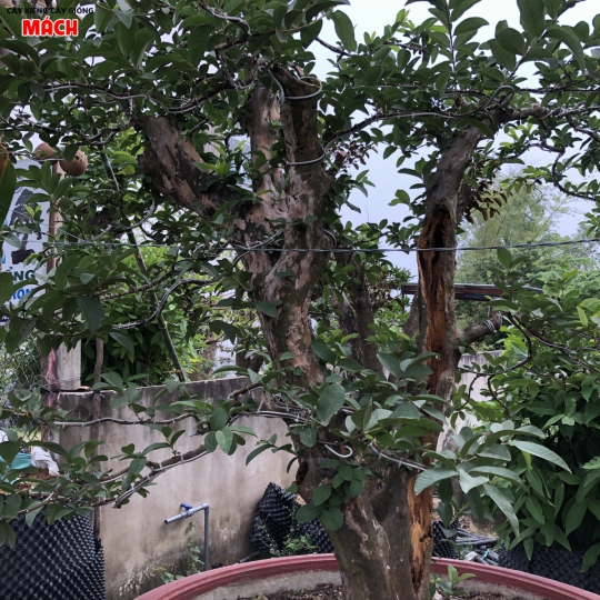 Cây ổi sẻ