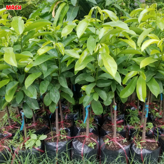 CÂY MĂNG CỤT GIỐNG