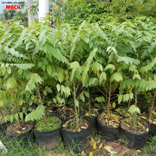 CÂY CHÙM RUỘT GIỐNG