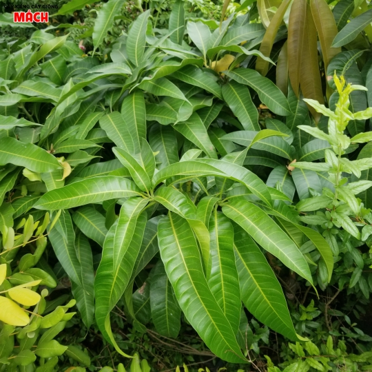 CÂY XOÀI GIỐNG - CÂY GIỐNG GÒ CÔNG