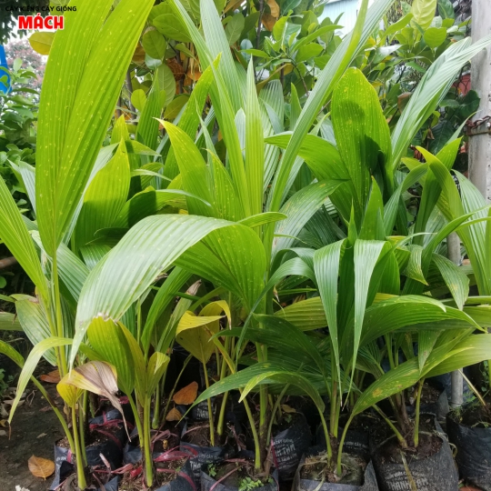 DỪA XIÊM GIỐNG