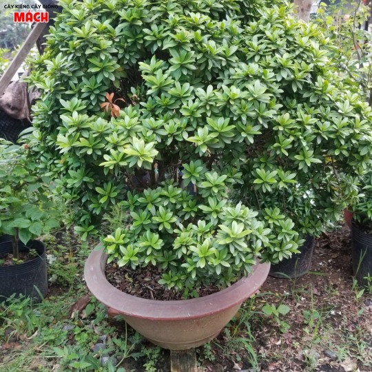 HOA KIỂNG GÒ CÔNG - CÂY KIỂNG MÁCH 