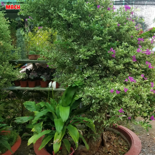 CÂY HOA GIẤY CẨM THẠCH