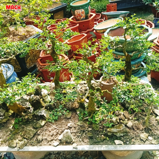 TIỂU CẢNH BOSAI