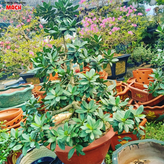 CÂY KIỂNG ĐẸP GÒ CÔNG TIỀN GIANG