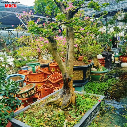 HOA GIẤY KIỂNG