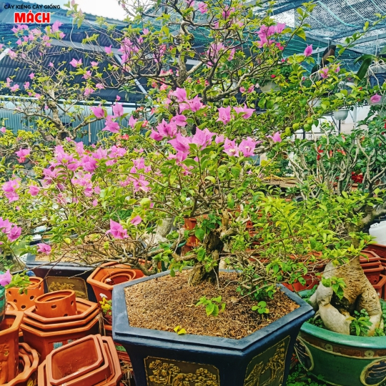 HOA GIẤY - HOA KIỂNG GÒ CÔNG